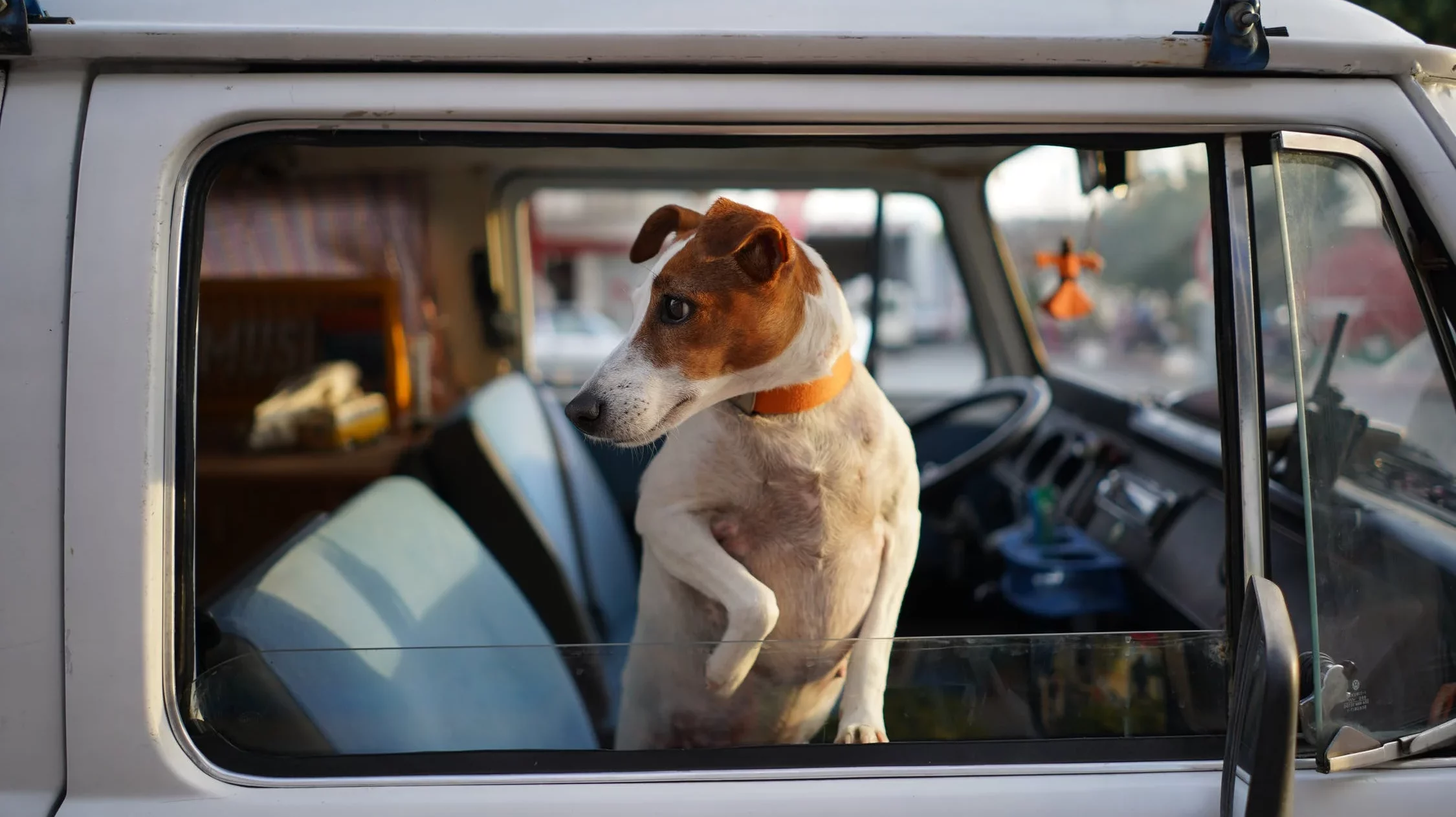 dog in car