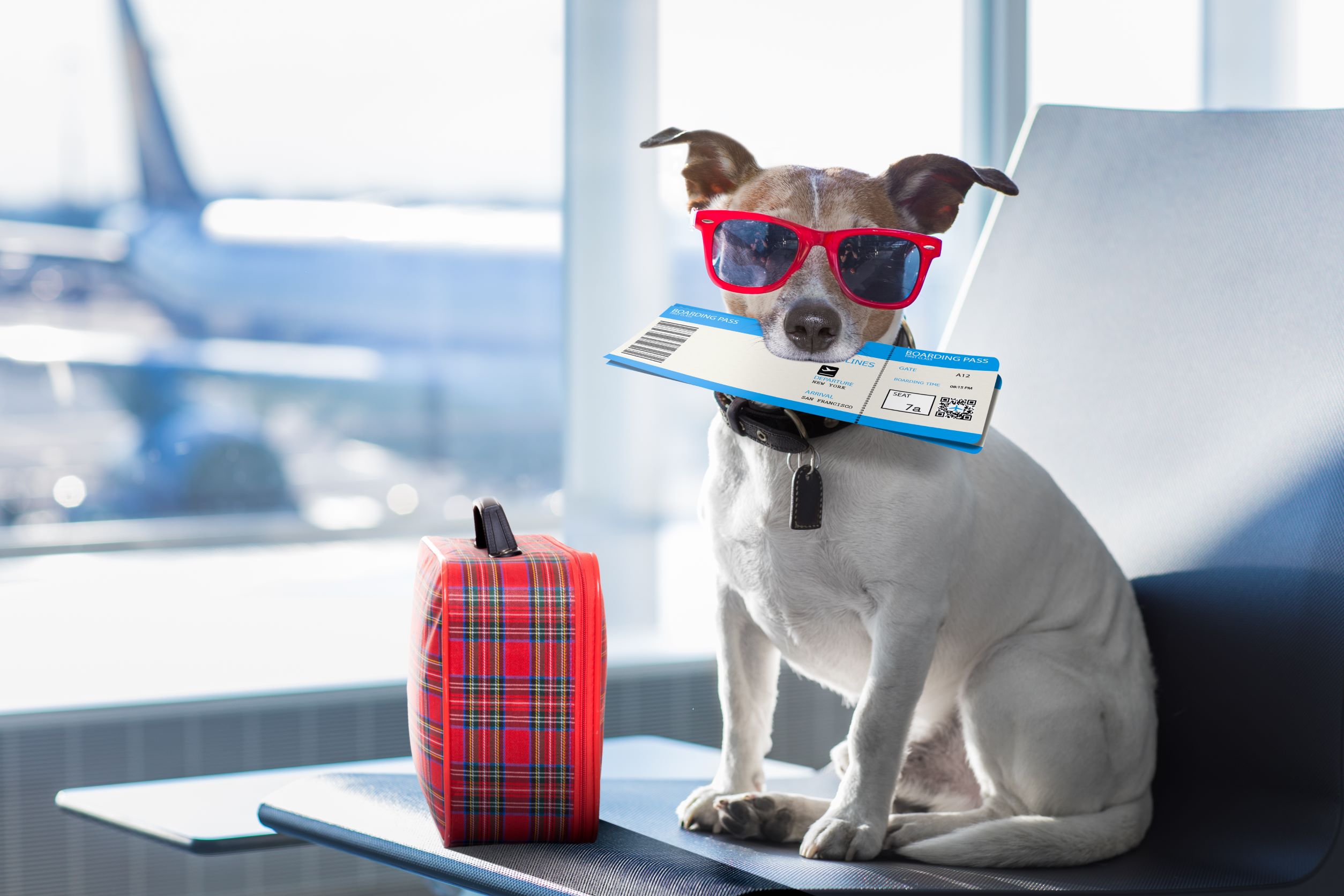 holiday pet care