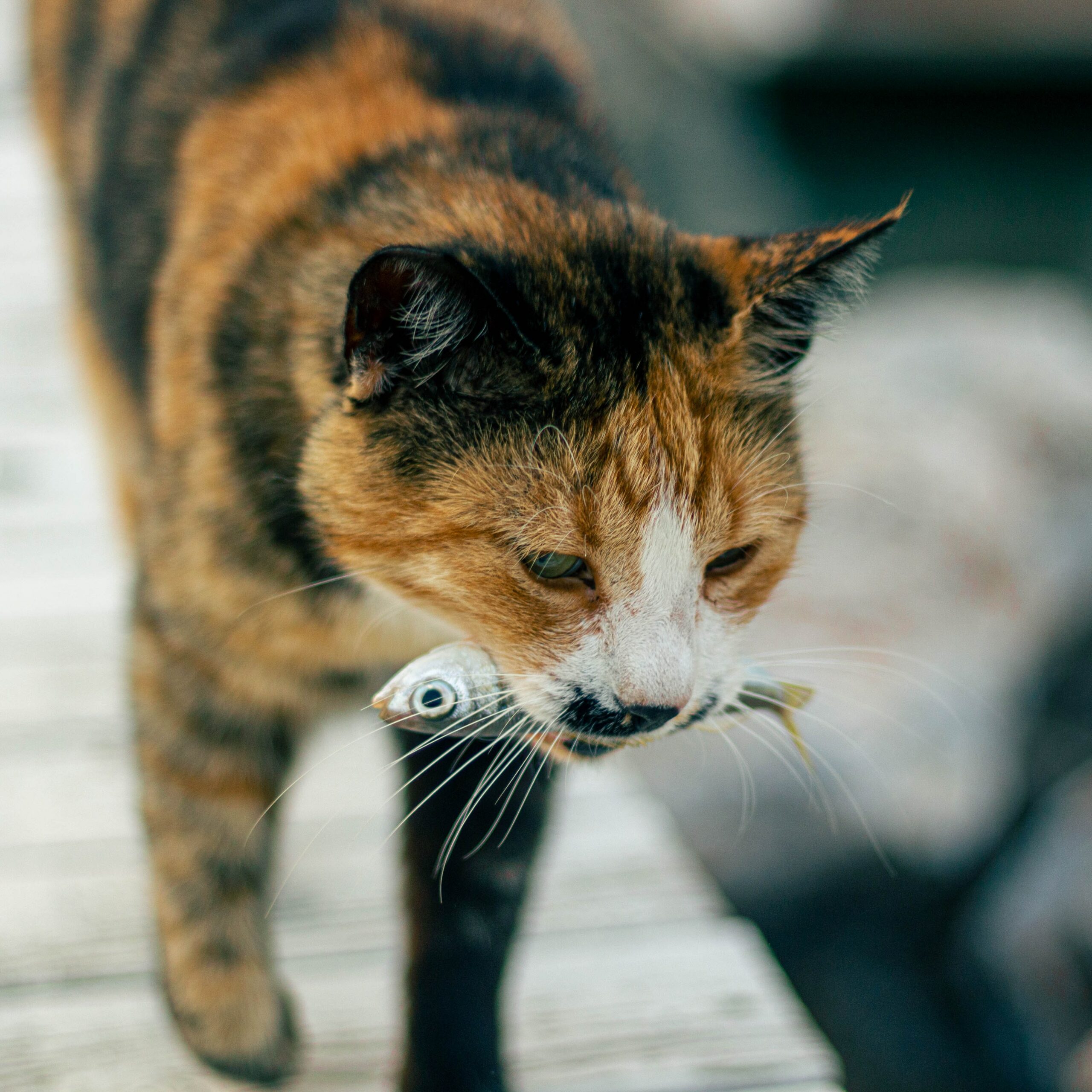 cat carrying a fish