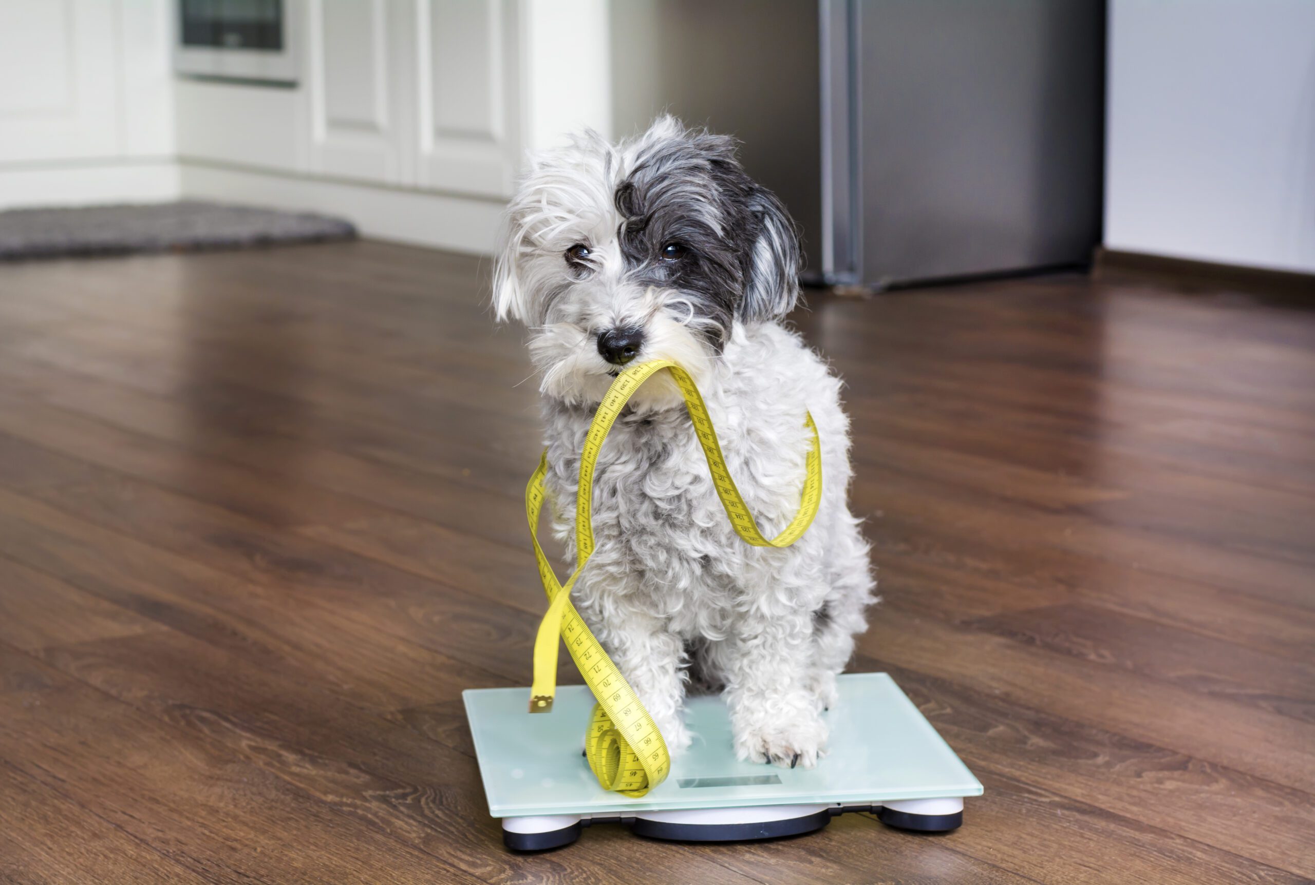 Small Puppy Measure Scale Weight