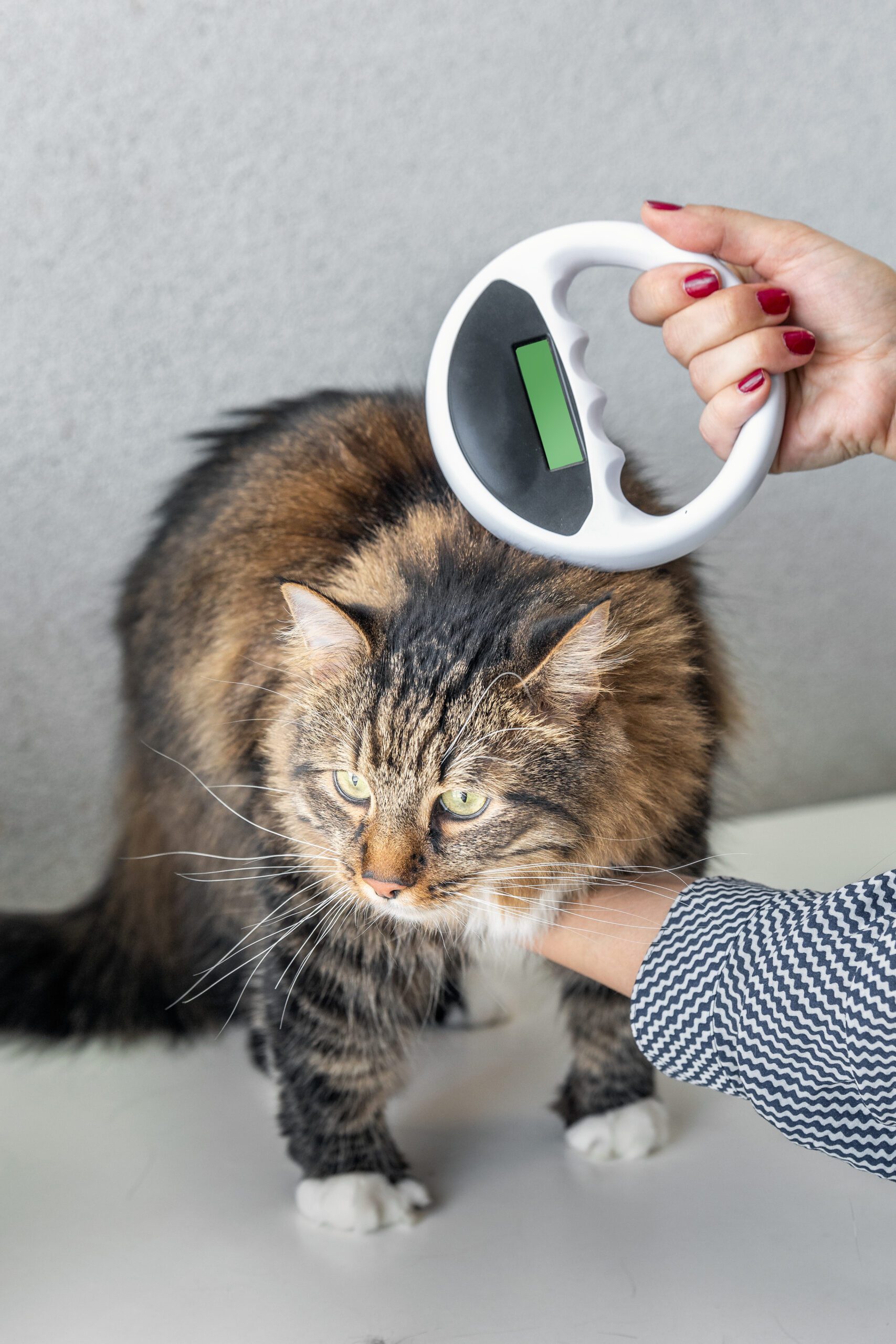 scanning a cat microchip to aid reunification