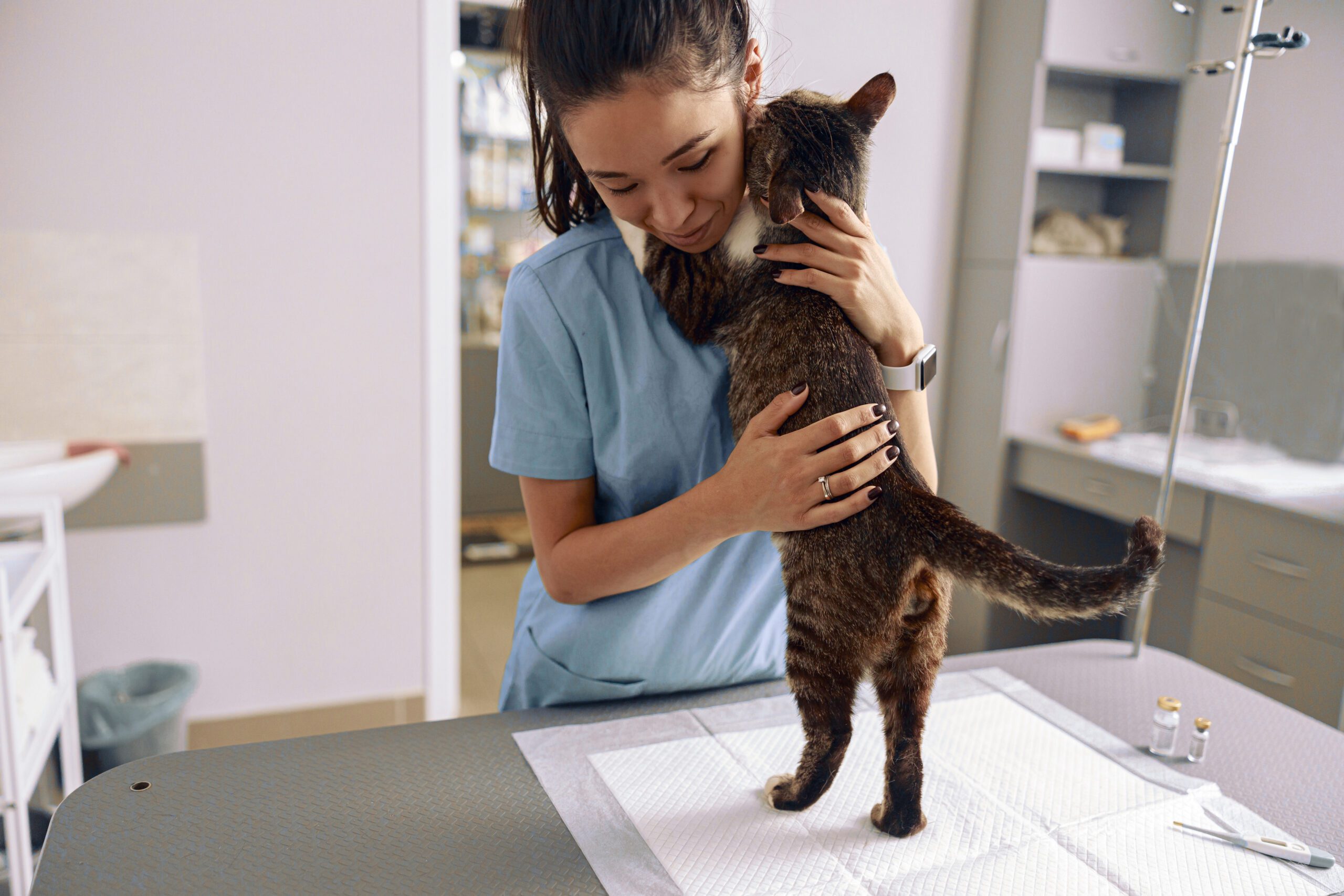 a member of a veterinary healthcare team cuddling a cat in the surgery