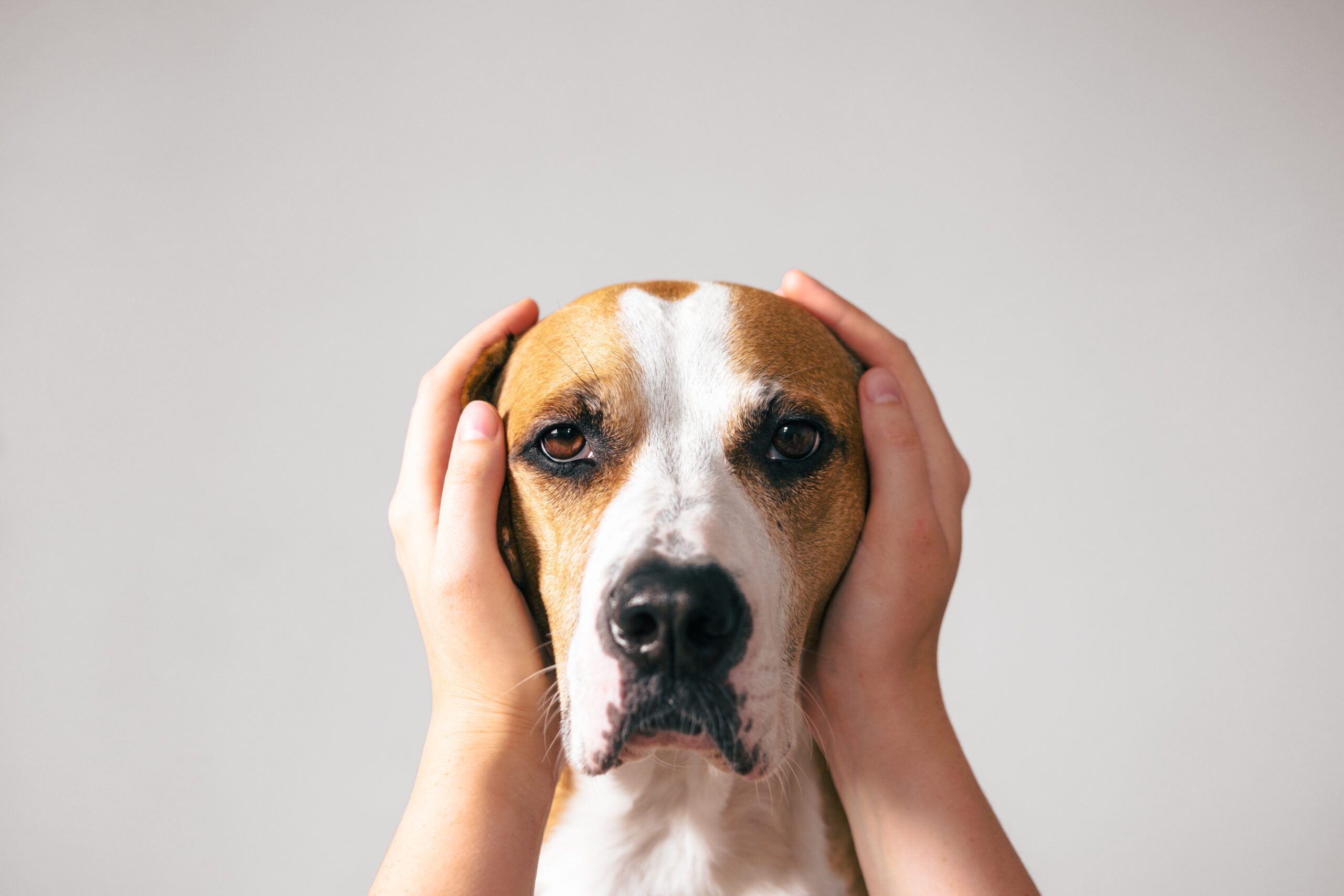 dog with ears covered to reduce fireworks anxiety