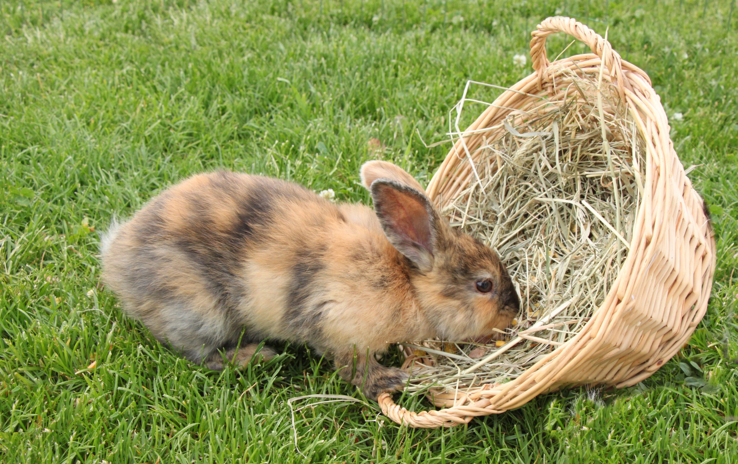 rabbit eating hay