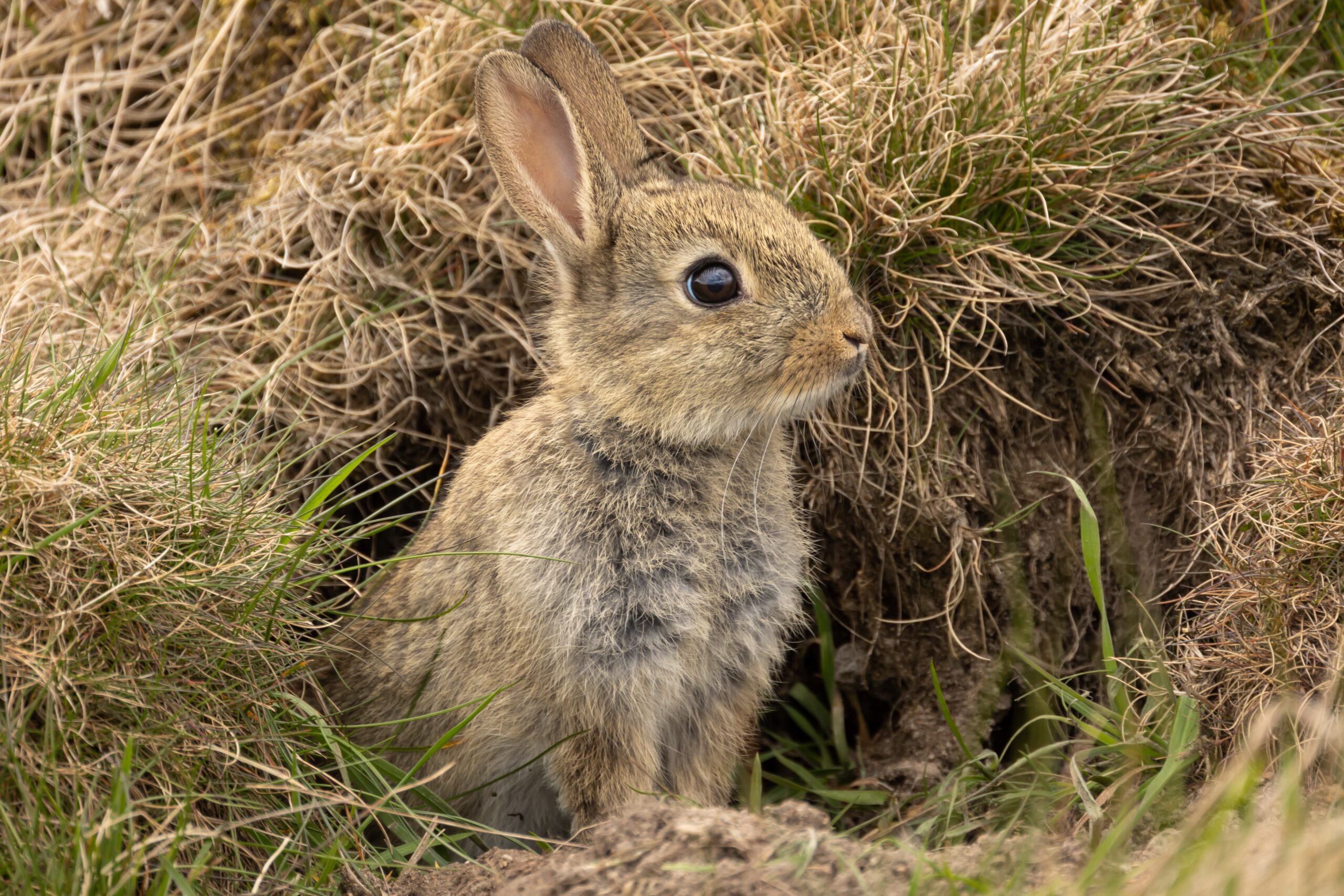 Rabbit emerging from a burrow