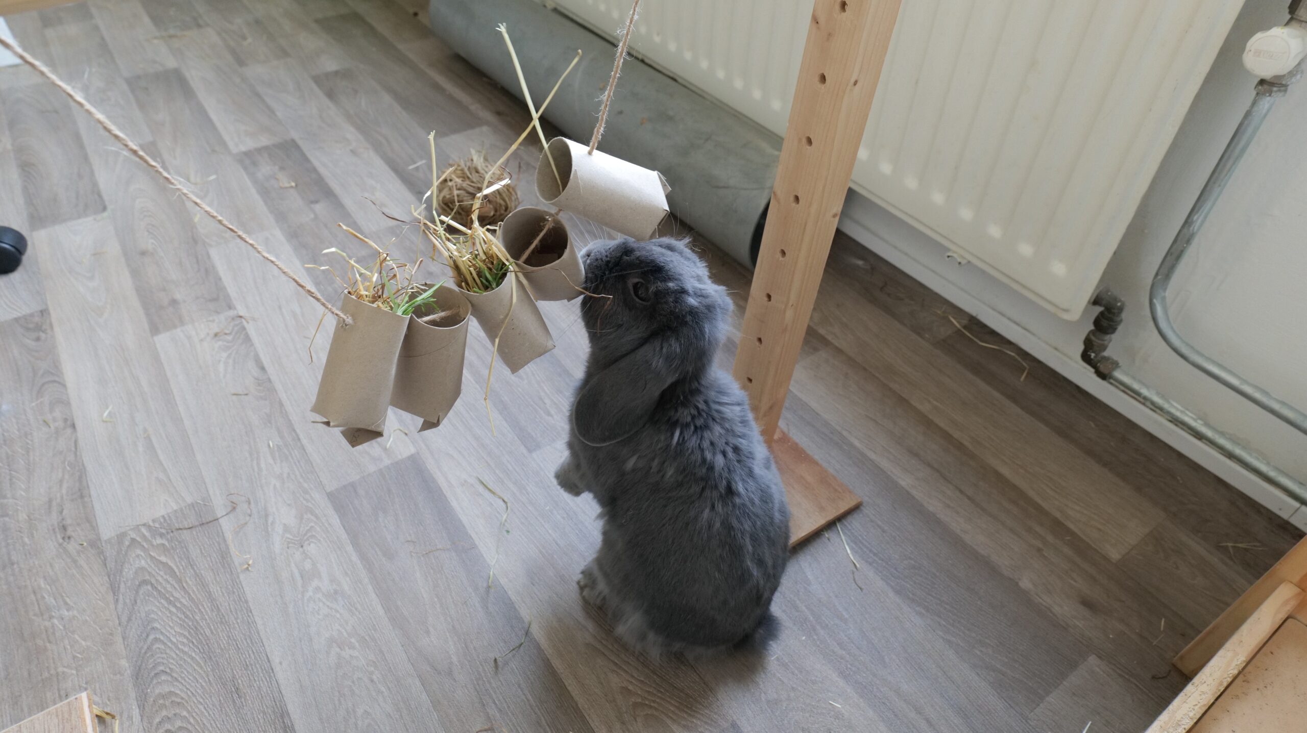 rabbit with home made toys that help to improve its mental health