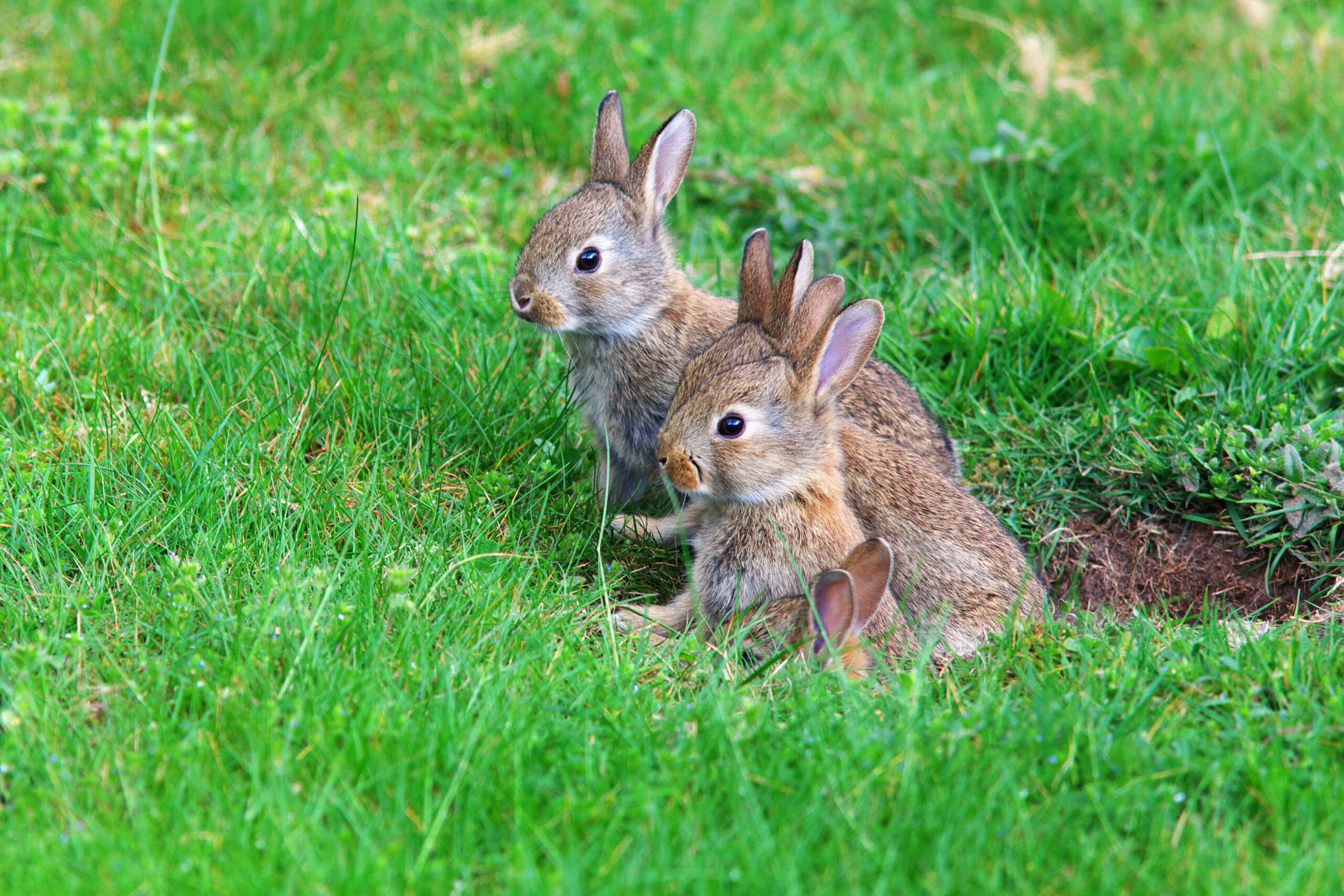 rabbits burrowing