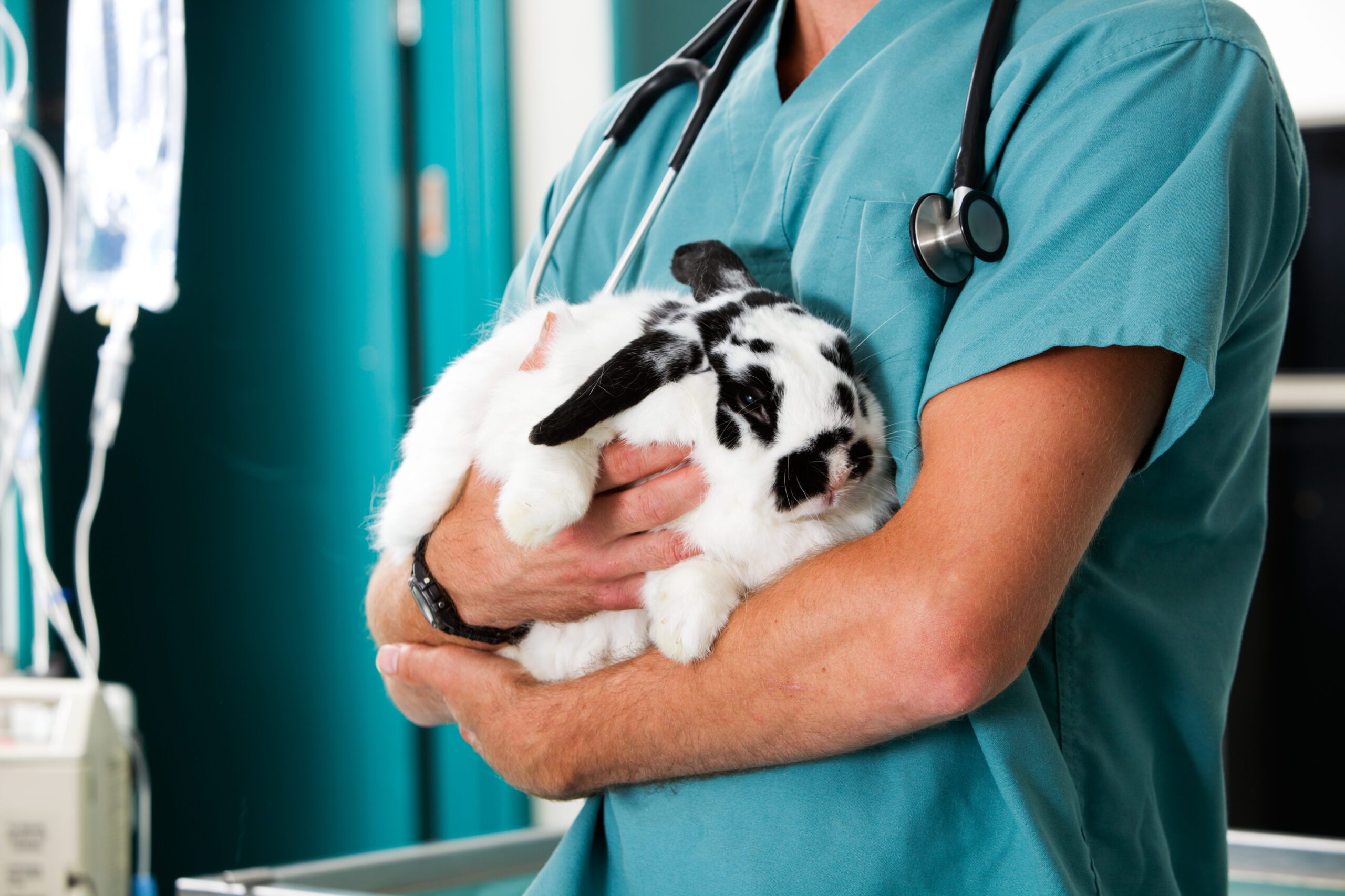 Rabbit at the vet