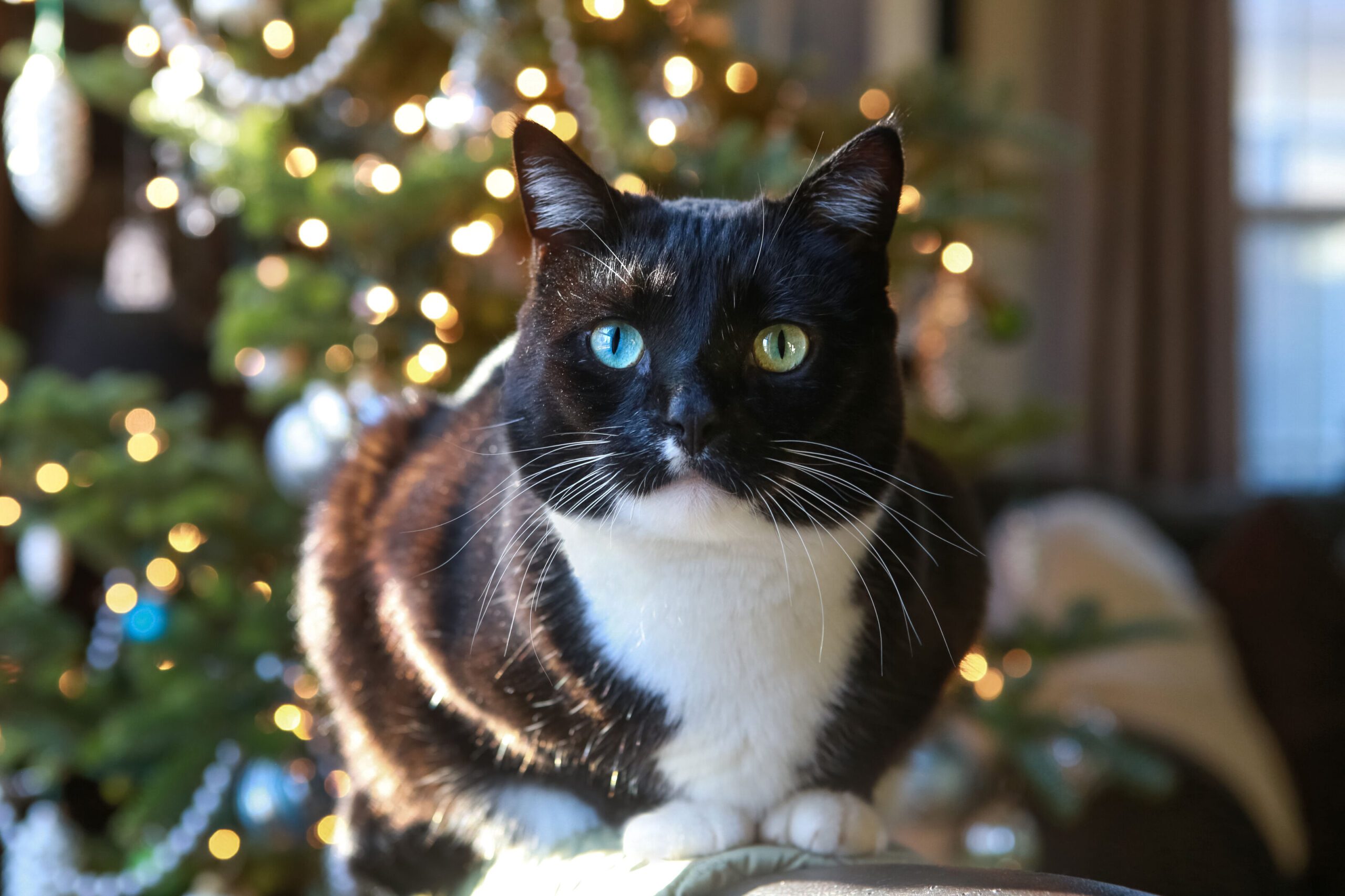 Cat in front of a Christmas tree