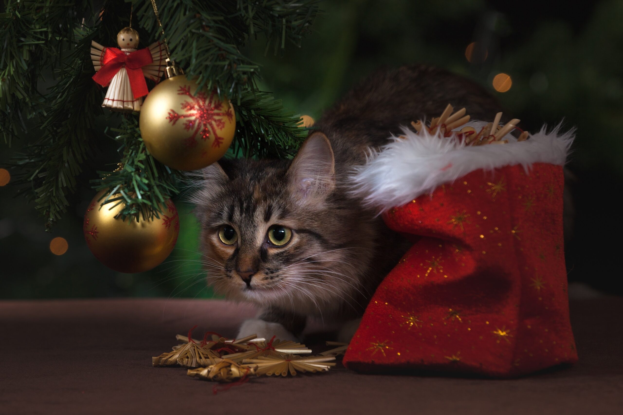 Cat next to a Christmas tree