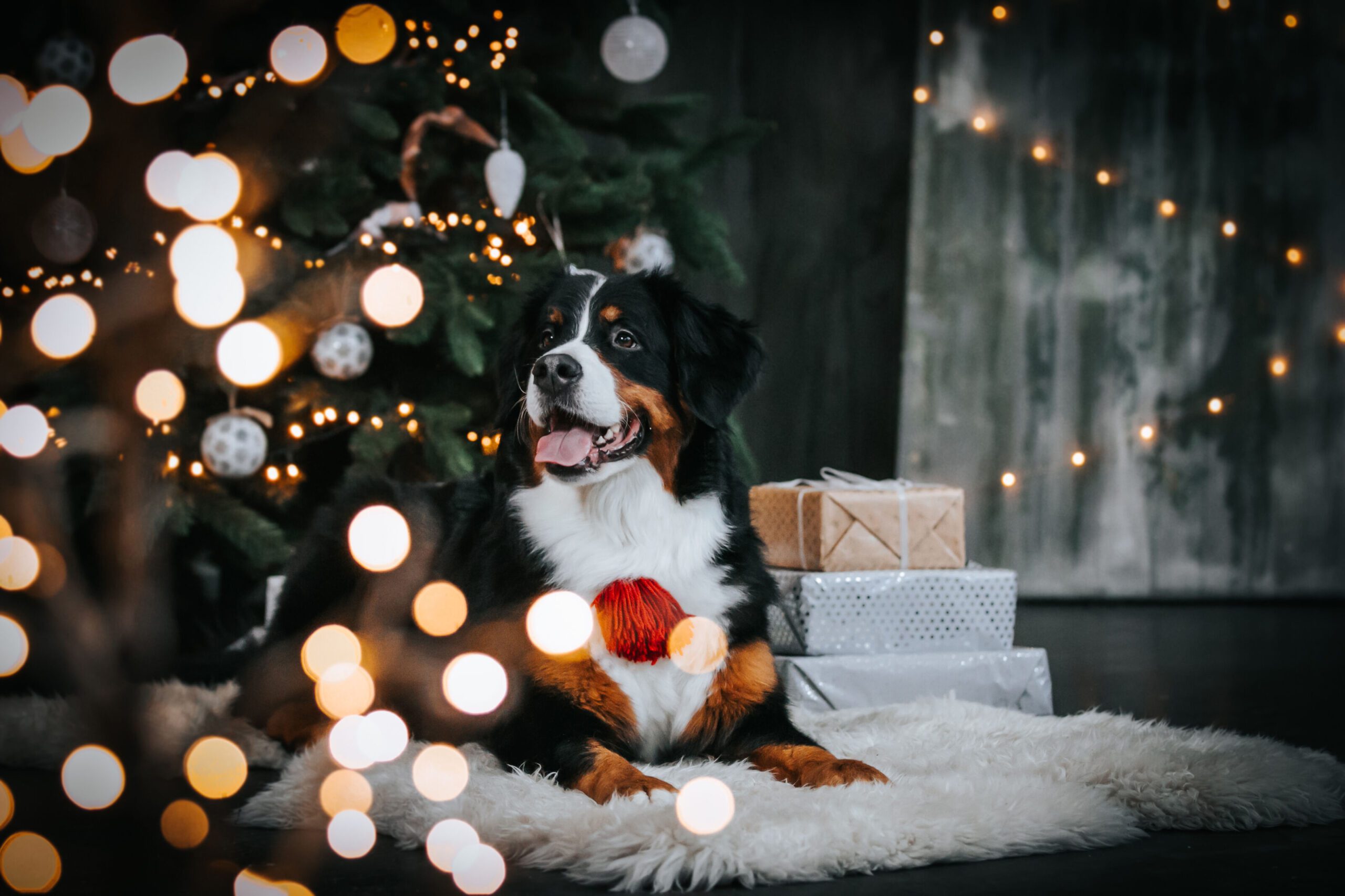 dog next to a Christmas tree