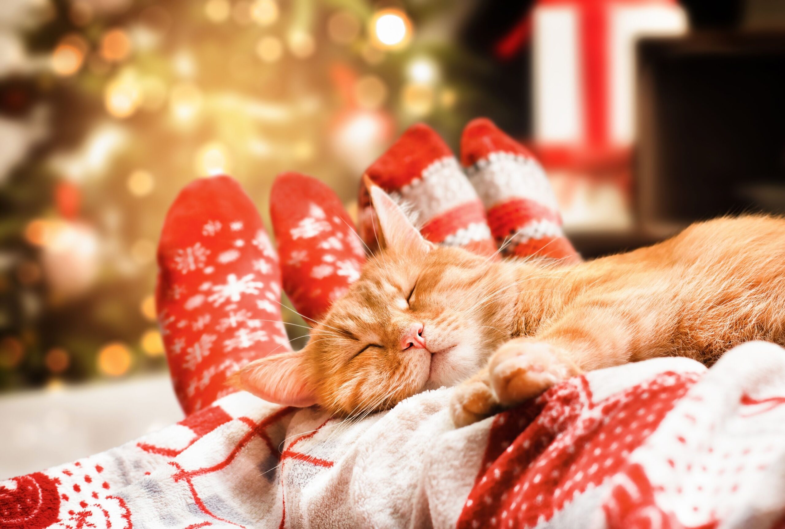 cat relaxing and asleep on human legs in front of a Christmas tree