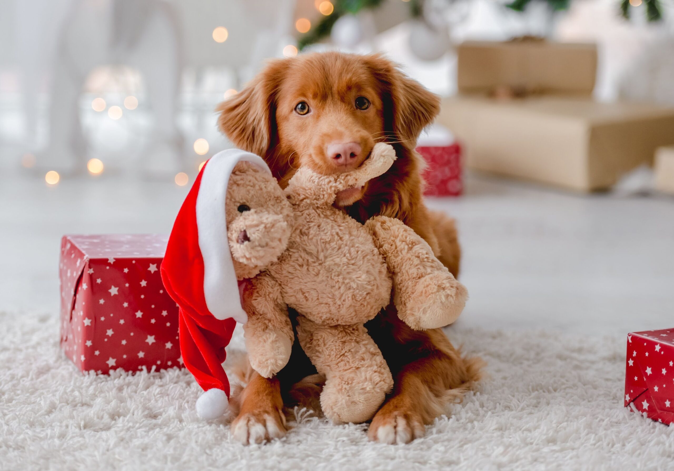 dog with a Christmas gift of a stuffed toy