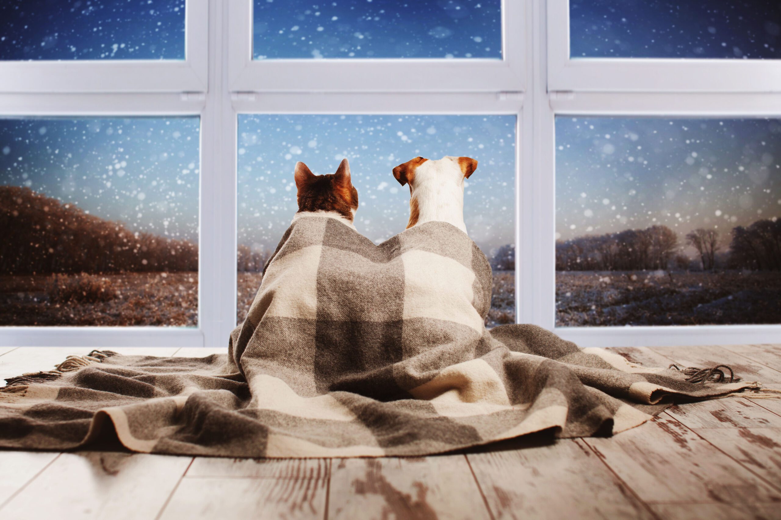 dog and cat getting warm under a blanket in a window looking at snow