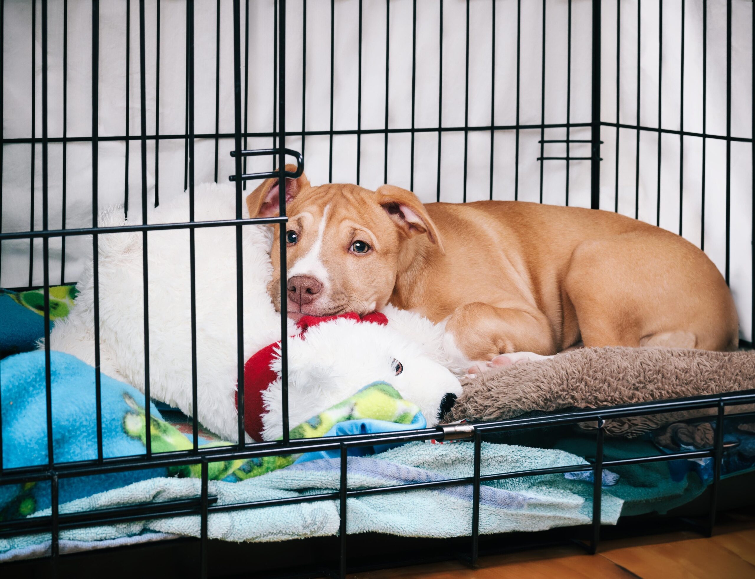 dog resting in a dog crate