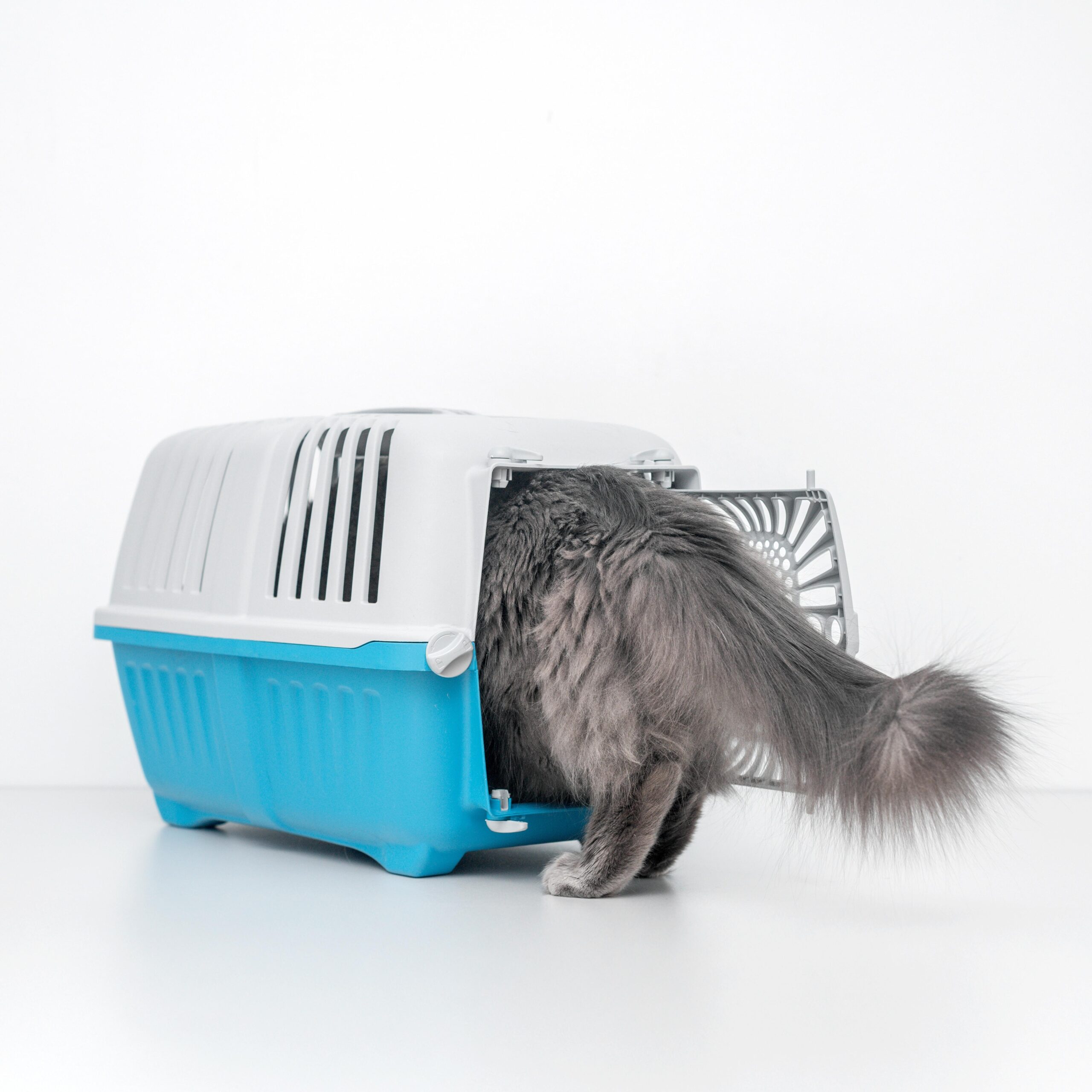 cat walking into cat box ready for trasporting